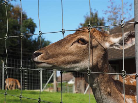 fence for hungry animals